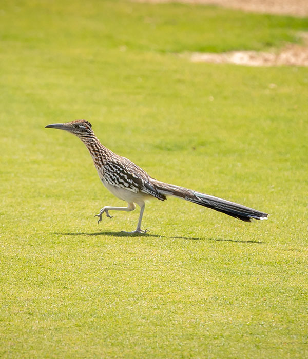 A close up image of a bird walking across the lawn at Twin Dolphin Club.
